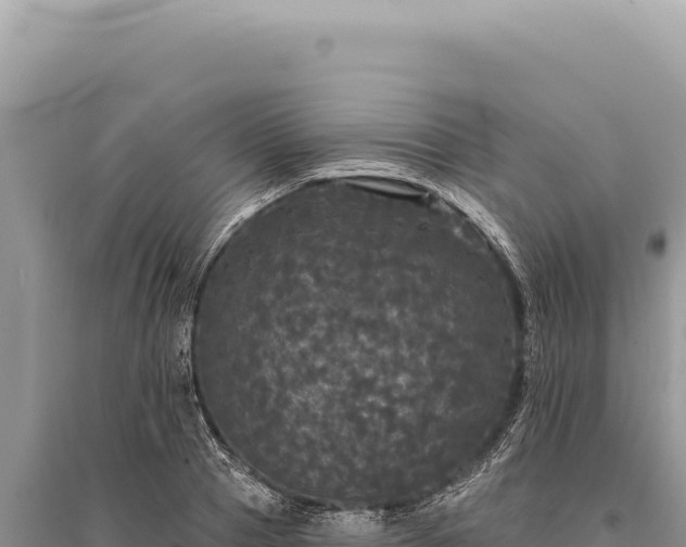 X0000095510937200712211237