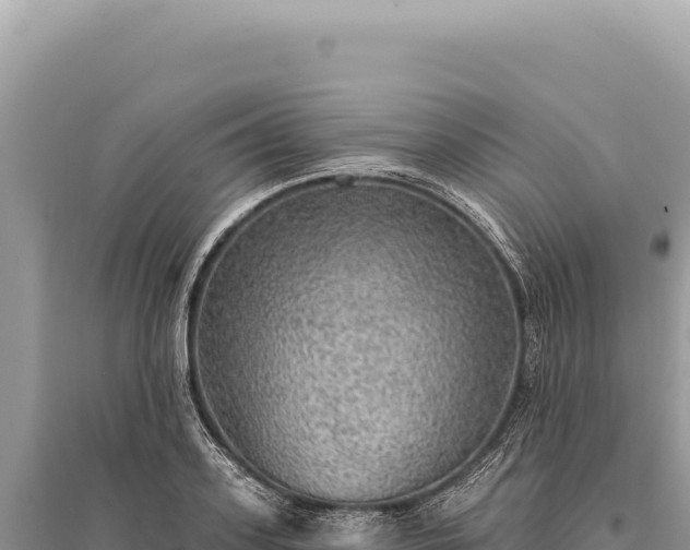 X0000095510939200712211237