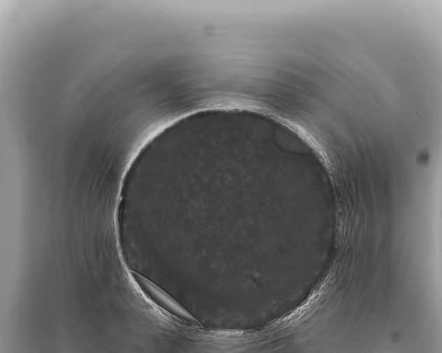 X0000095510943200712211237