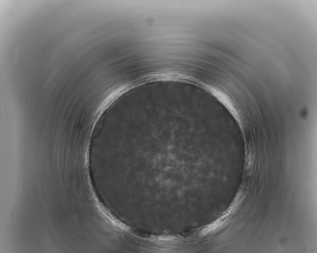 X0000095510946200712211237