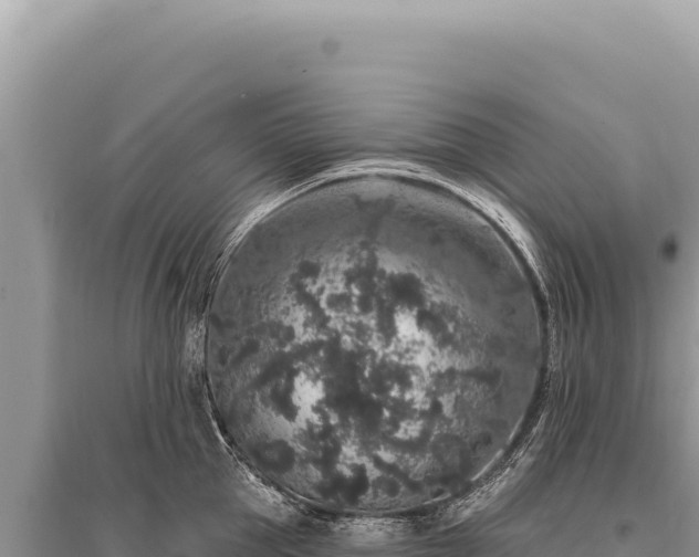 X0000095510953200712211237