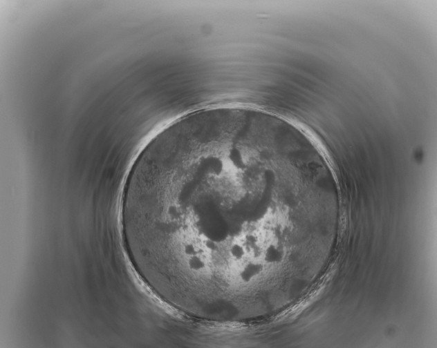 X0000095510957200712211237