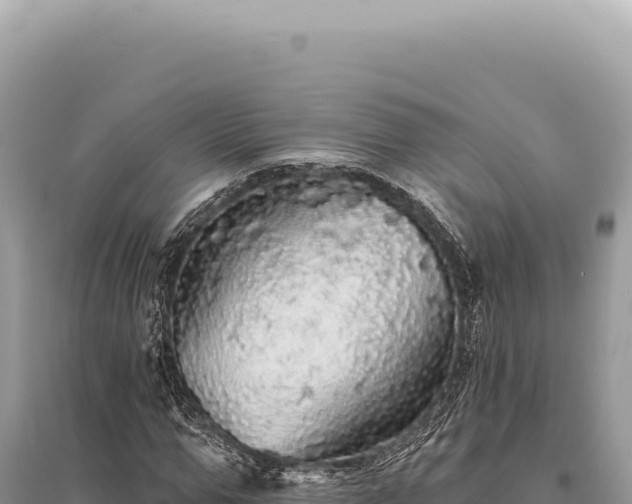 X0000095510967200712211236
