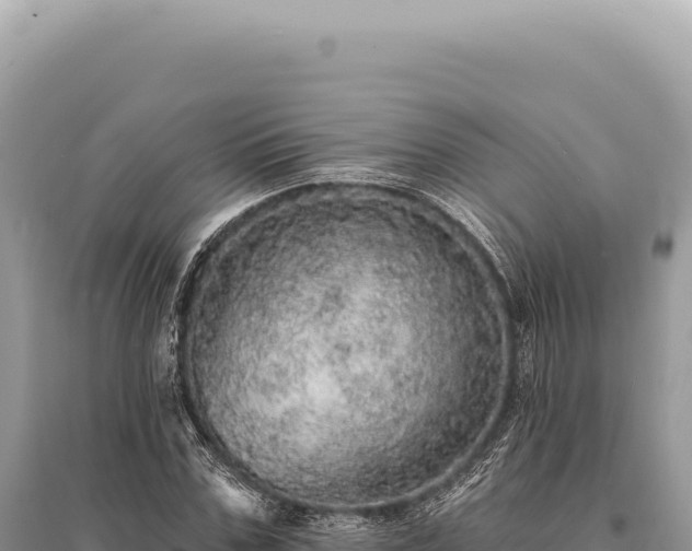 X0000095510971200712211236
