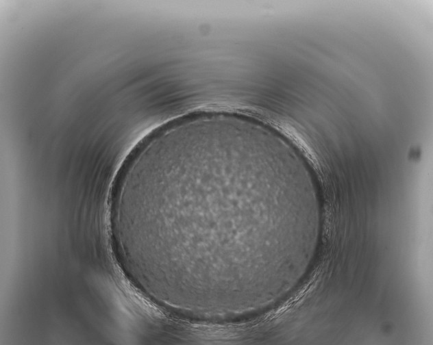 X0000095510976200712211236