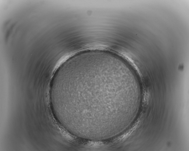X0000095510978200712211236