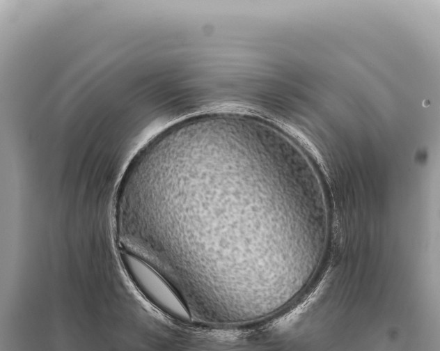 X0000095510989200712211236