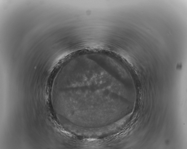X0000095511016200712211235