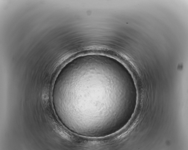 X0000095511017200712211235