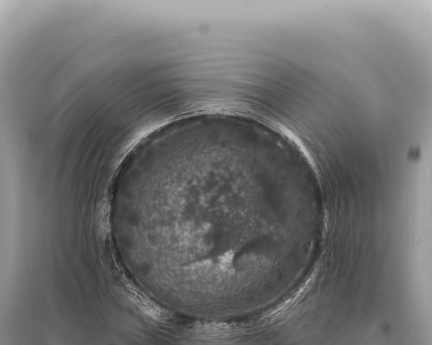 X0000095511019200712211235