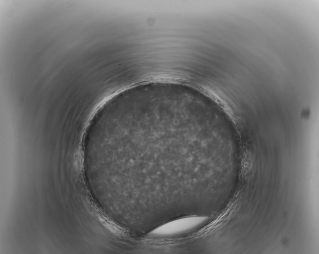 X0000095511027200712211235