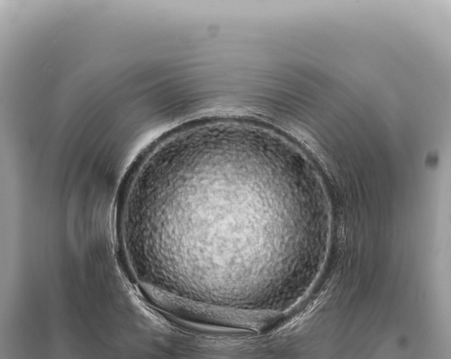 X0000095511030200712211235