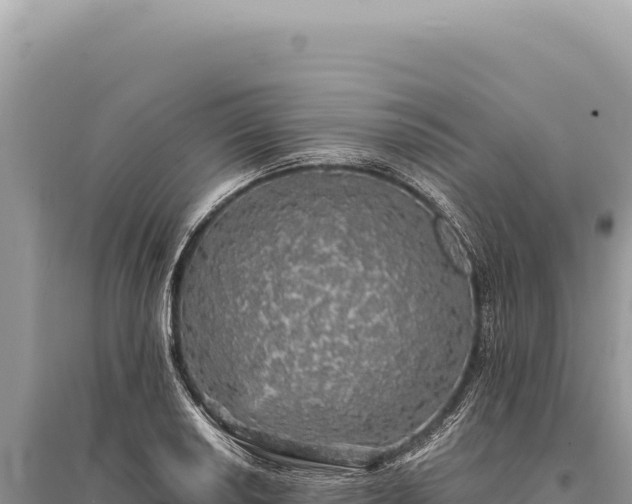 X0000095511034200712211235