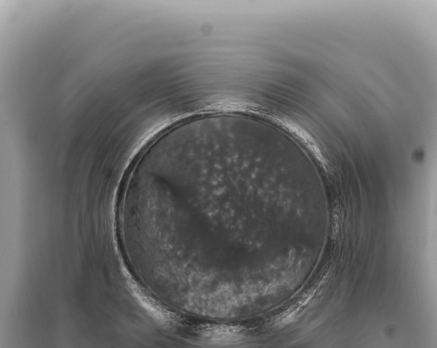 X0000095511039200712211235