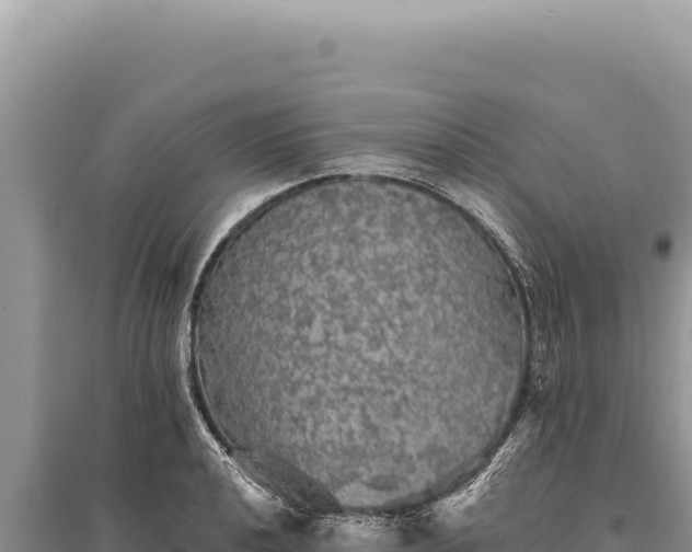 X0000095511040200712211235