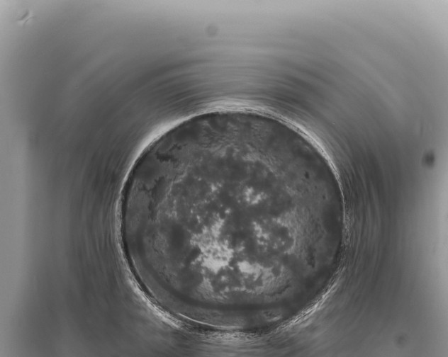 X0000095511045200712211235
