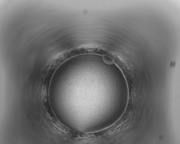 X0000095511062200712211235