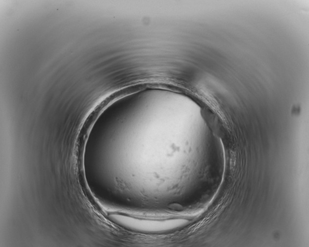 X0000095511068200712211235