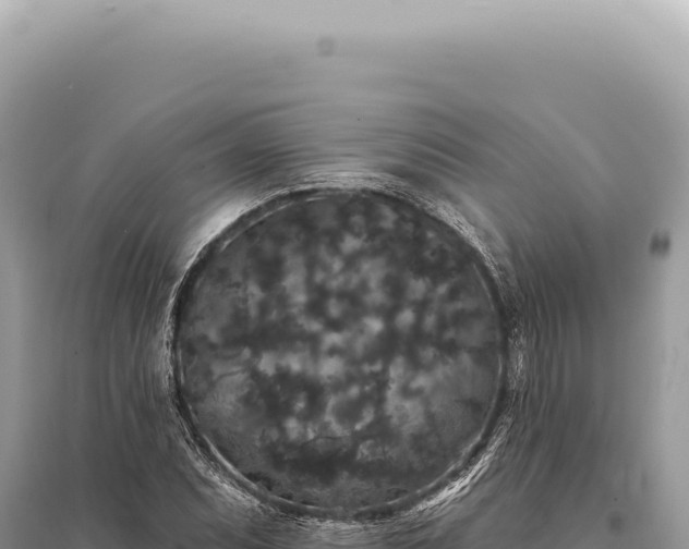 X0000095511071200712211235