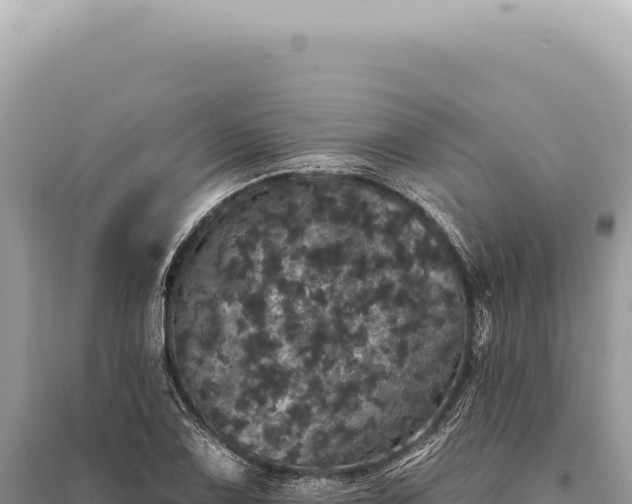 X0000095511075200712211235