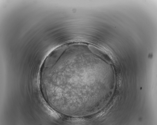 X0000095511076200712211235