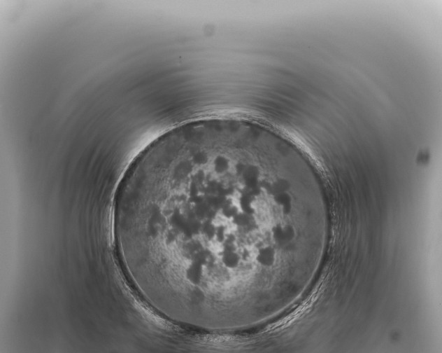 X0000095511079200712211235