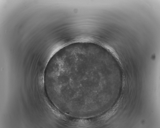 X0000095511226200712211233