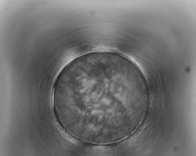 X0000095511227200712211233