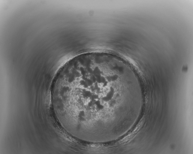 X0000095511267200712211232