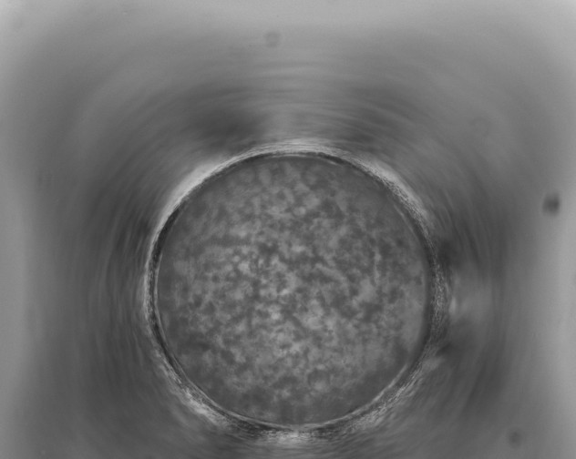 X0000095511278200712211232