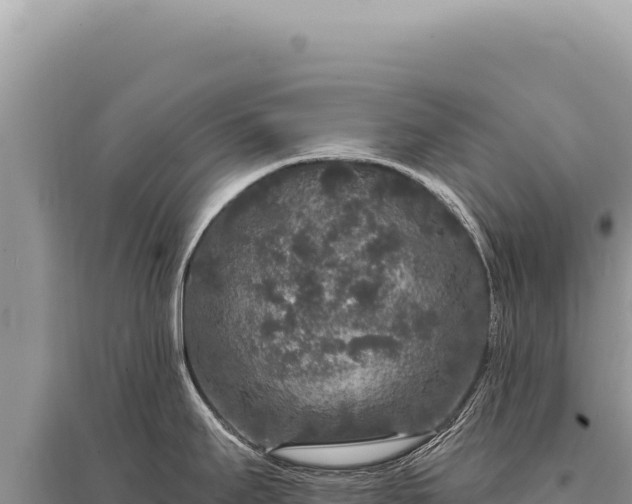 X0000095511295200712211232