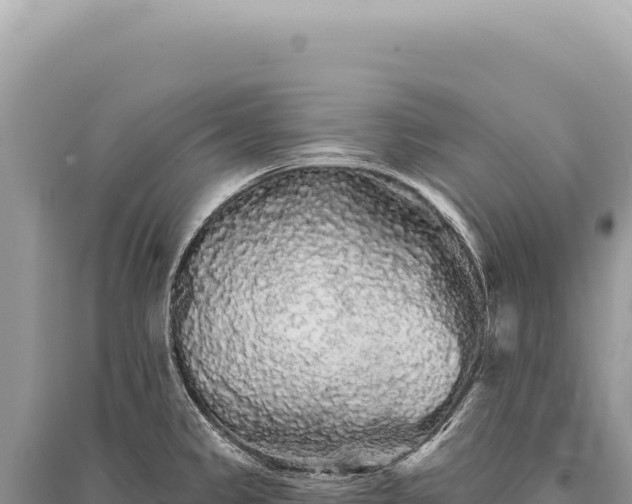 X0000095511333200712211231