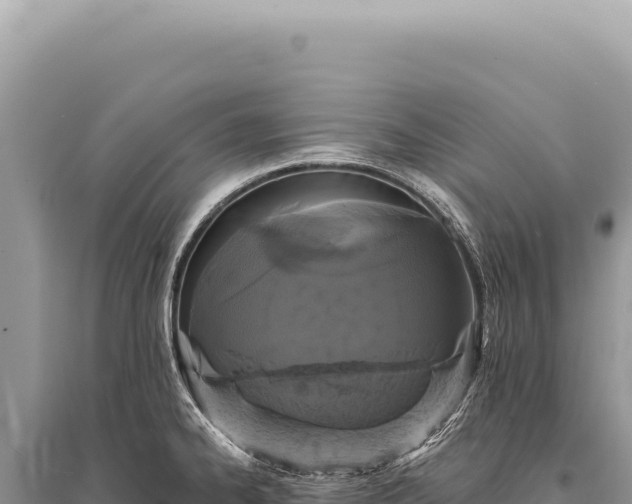 X0000095511334200712211231