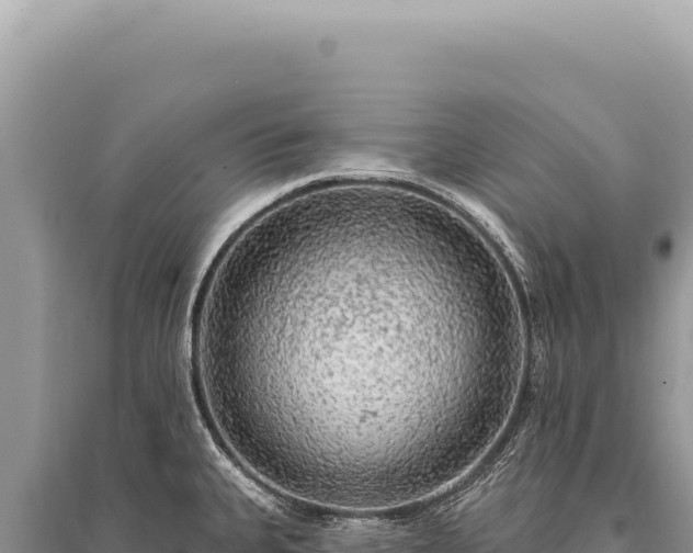 X0000095511335200712211231