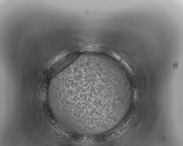 X0000095511350200712211231