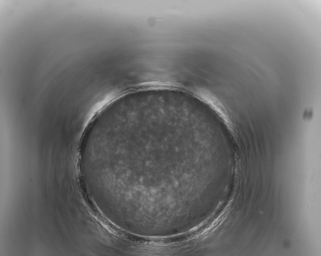 X0000095511357200712211231