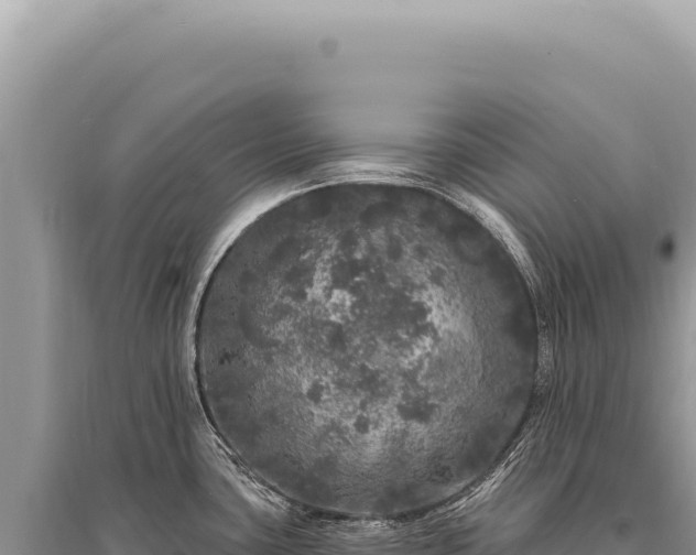 X0000095511435200712211230