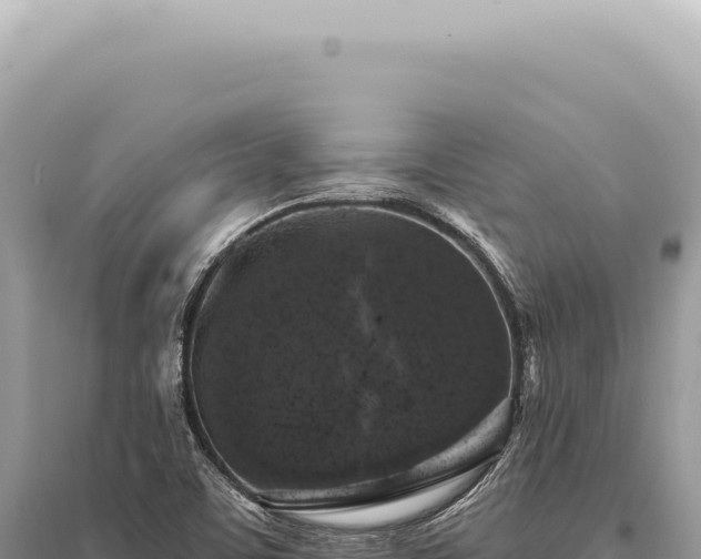 X0000095511459200712211229
