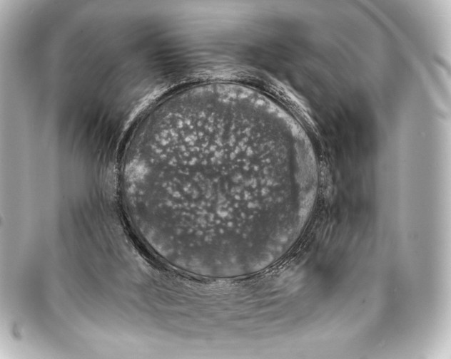 X0000095510012200712281448