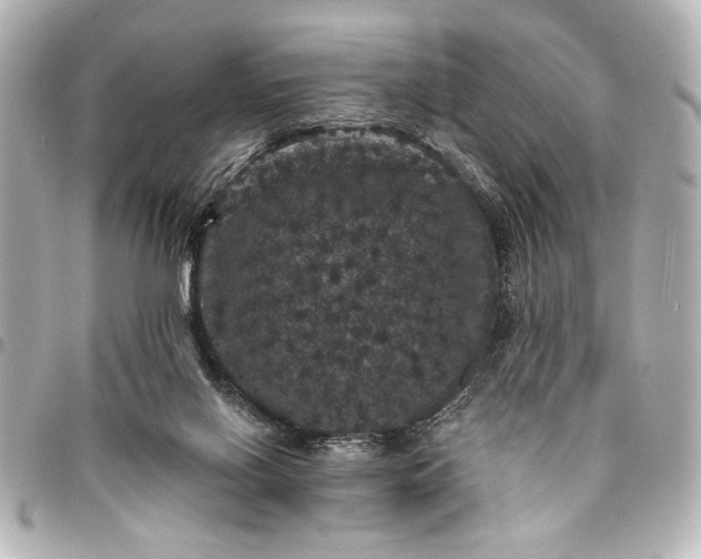 X0000095510070200712281447