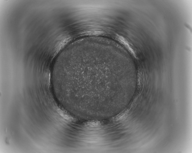 X0000095510110200712281446