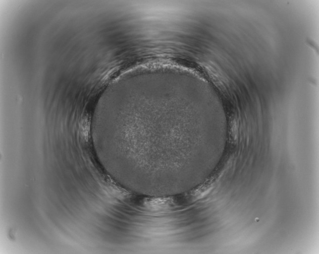 X0000095510129200712281446