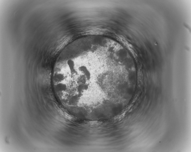 X0000095510153200712281445
