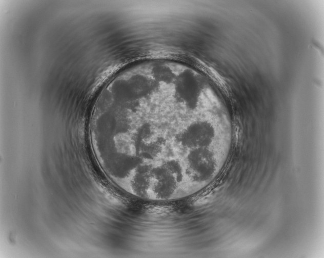 X0000095510155200712281445
