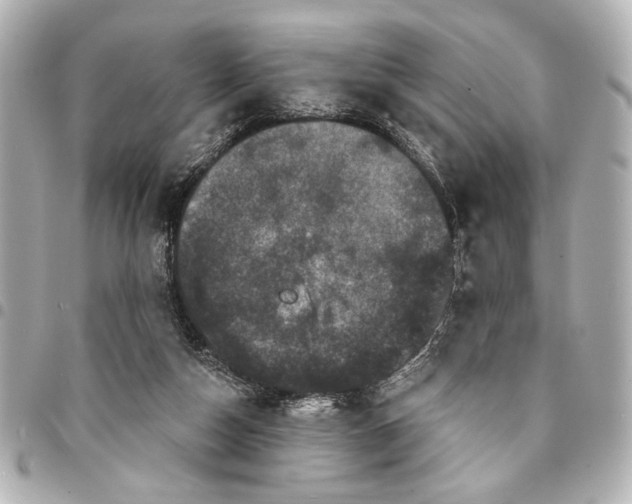 X0000095510162200712281445
