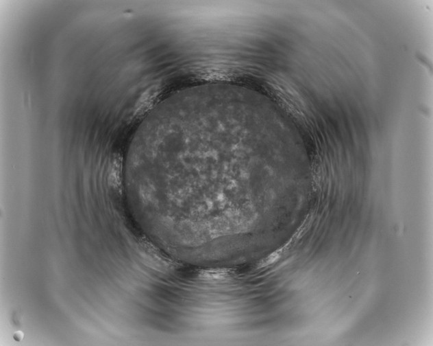 X0000095510175200712281446