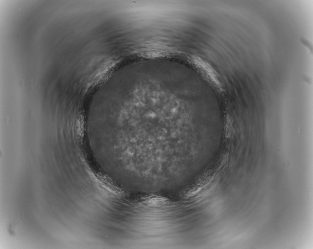 X0000095510210200712281445