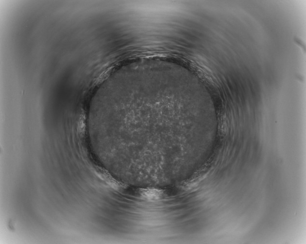 X0000095510226200712281445