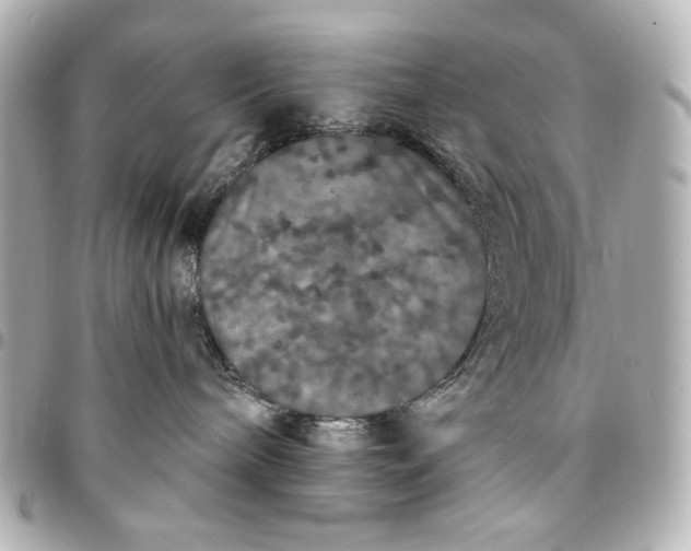 X0000095510240200712281444