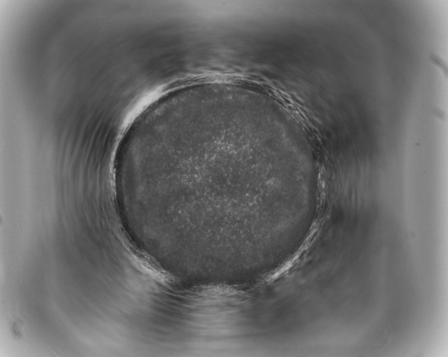 X0000095510246200712281444